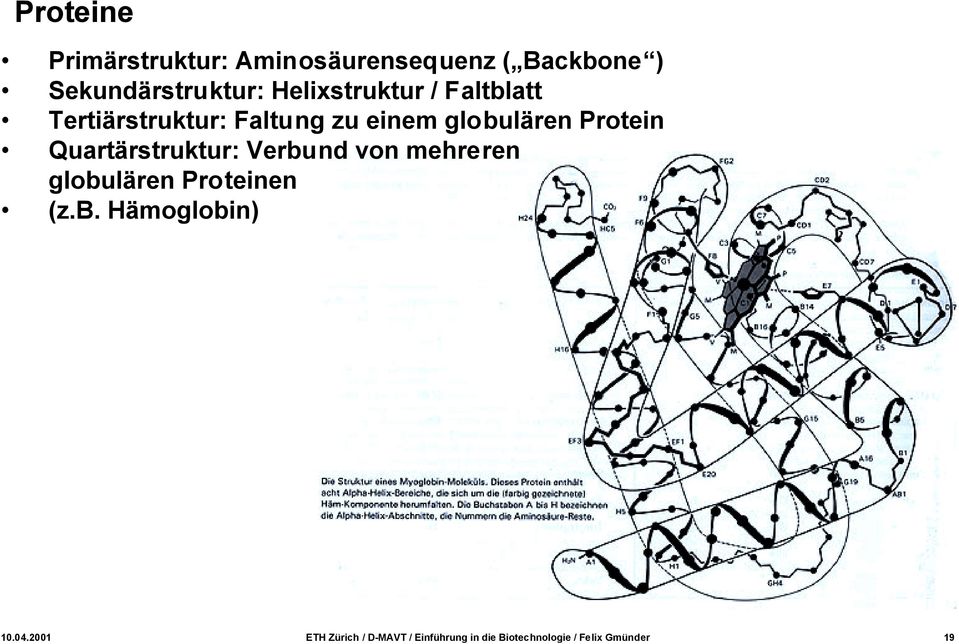 Quartärstruktur: Verbund von mehreren globulären Proteinen (z.b. Hämoglobin) 10.