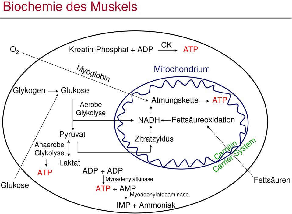 NADH Atmungskette Zitratzyklus ADP + ADP Myoadenylatkinase ATP + AMP