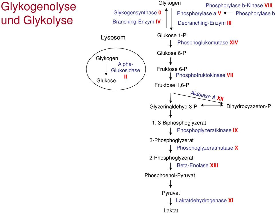 Phosphofruktokinase VII Fruktose 1,6-P Aldolase A XII Glyzerinaldehyd 3-P Dihydroxyazeton-P 1, 3-Biphosphoglyzerat