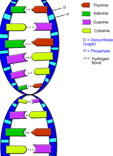 Zwei Arten von genetischem Material: DNA und RNA Desoxyribonukleinsäuren (DNA) und die Ribonukleinsäuren (RNA) DNA Speicherung der Informationen über lange Zeit RNA häufig zum Transport der