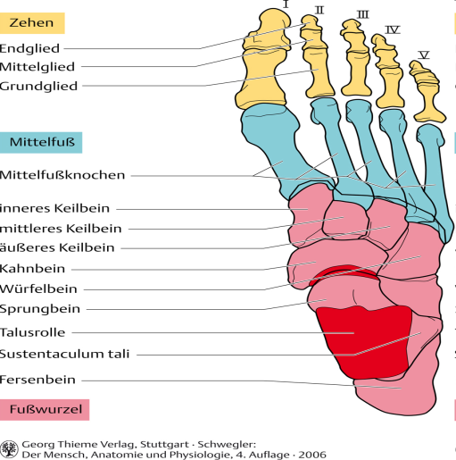 Der Tarsus besteht aus sieben Knochen: 1. Talus = Sprungbein 2. Calcaneus = Fersenbein 3. Os Naviculare = Kahnbein 4.