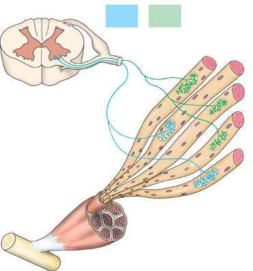 Neuronale Steuerung Jede Muskelzelle wird von 1 Motorneuron kontrolliert 1 Motorneuron kontrolliert mehrere Muskelfasern ( motorische Einheit ) Rückenmark motorische
