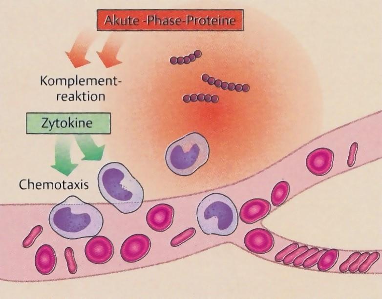 Akute-Phase Proteine und Interferone Akute-Phase-Proteine sind zum Beispiel das C-reaktive Protein (CRP).