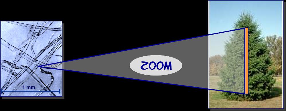 Abbildung 4: Baumstammmodell einer Holzfaser In diesem Maßstab hätte eine Fibrille die Dimension eines dünnen Nagels und eine Mikrofibrille wäre so groß wie ein Floh-Bein ( Abbildung 5 ) Abbildung 5:
