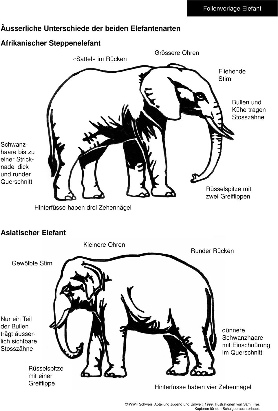 Elefant Kleinere Ohren Runder Rücken Gewölbte Stirn Nur ein Teil der Bullen trägt äusserlich sichtbare Stosszähne Rüsselspitze mit einer Greiflippe dünnere Schwanzhaare