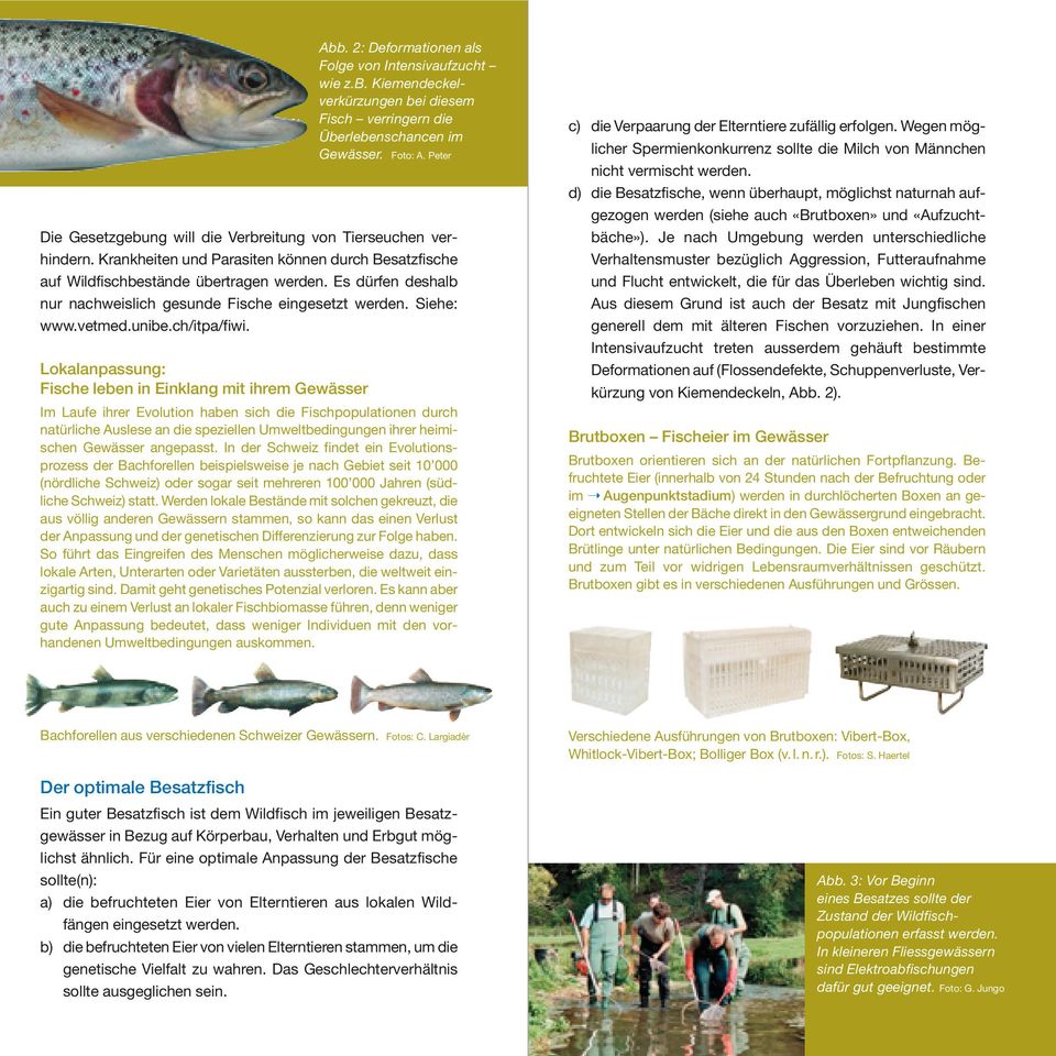 Es dürfen deshalb nur nachweislich gesunde Fische eingesetzt werden. Siehe: www.vetmed.unibe.ch/itpa/fiwi.
