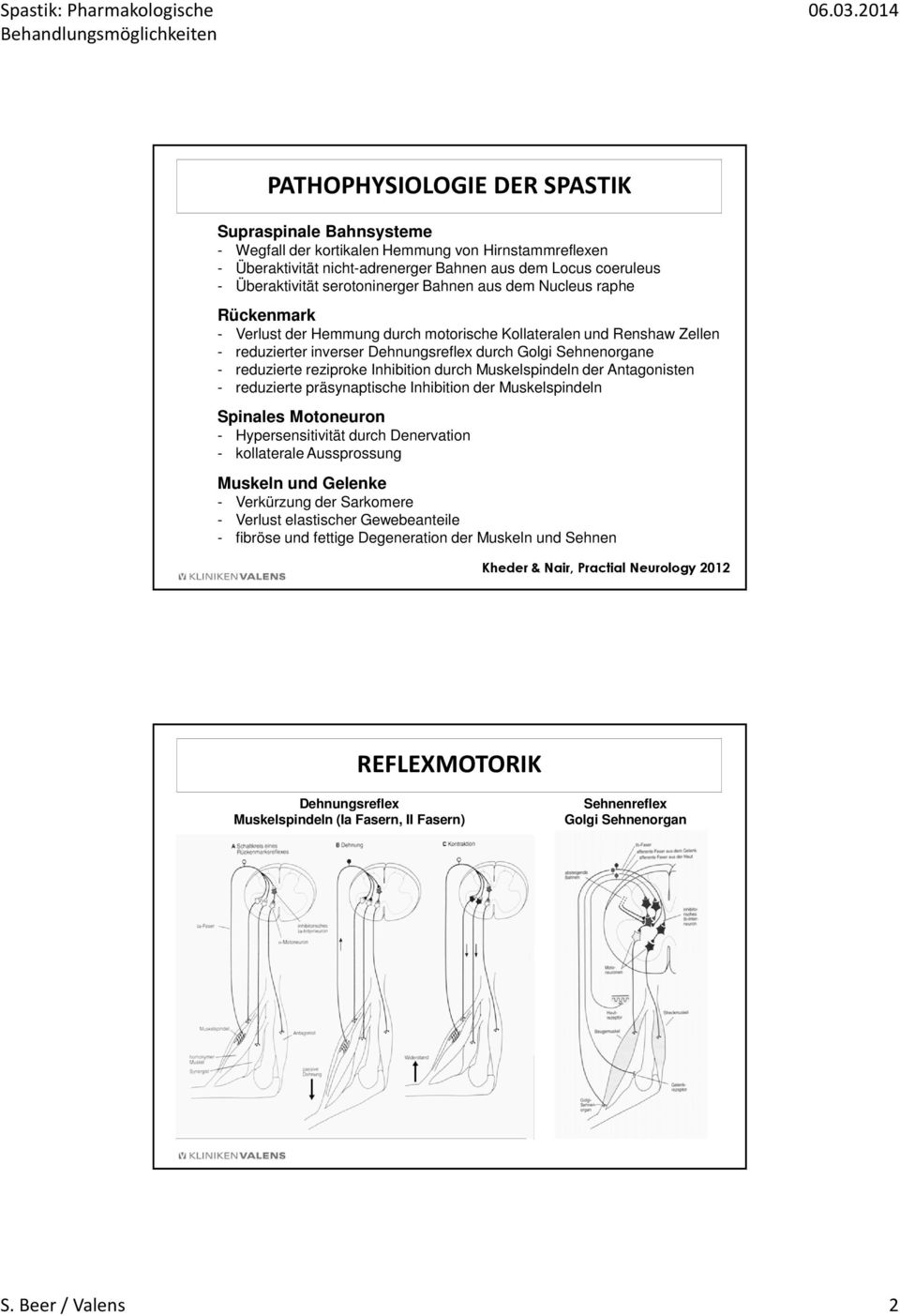 reduzierte reziproke Inhibition durch Muskelspindeln der Antagonisten - reduzierte präsynaptische Inhibition der Muskelspindeln Spinales Motoneuron - Hypersensitivität durch Denervation - kollaterale