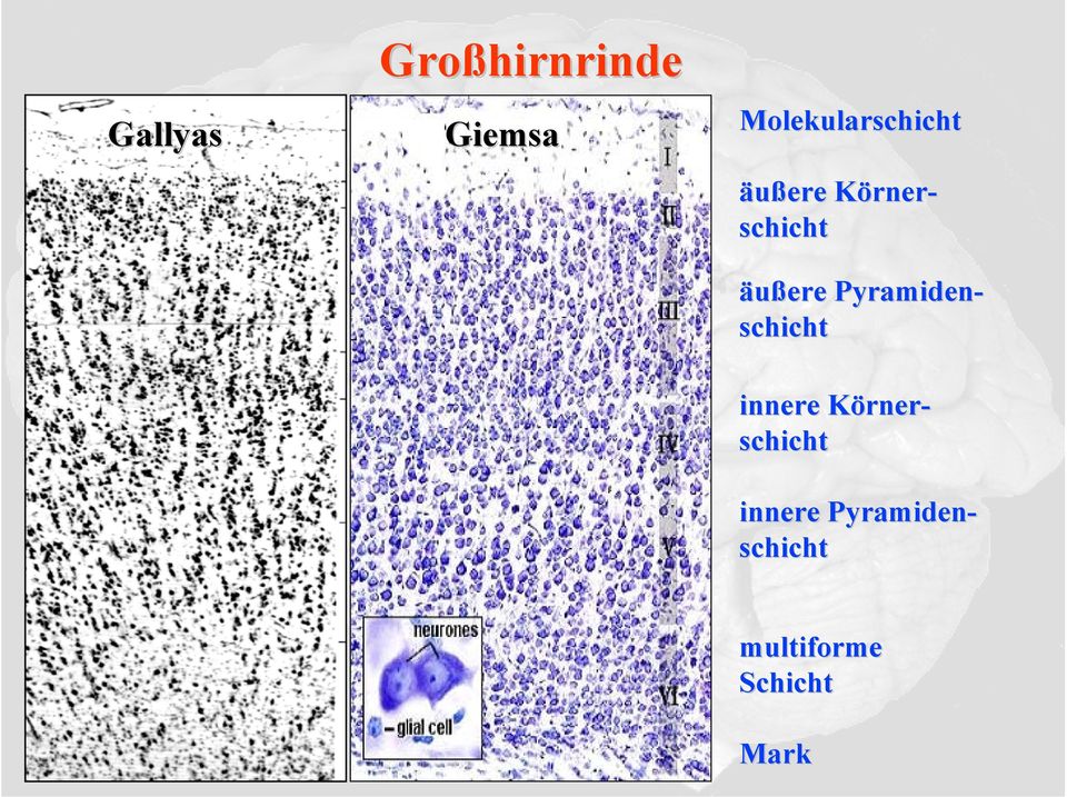 äußere Pyramiden- schicht innere Körner-