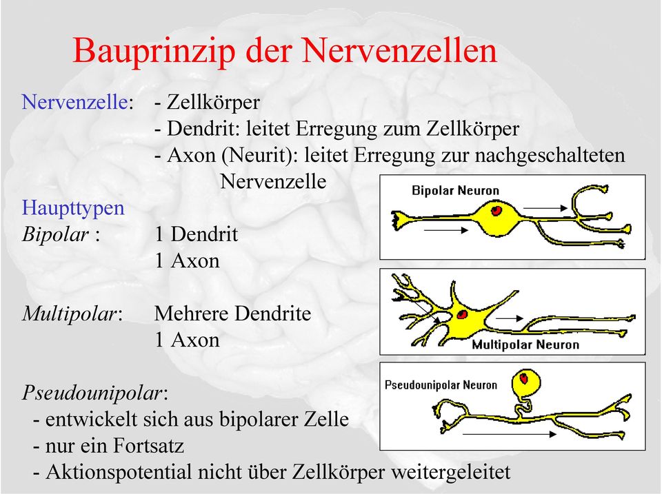 nachgeschalteten Nervenzelle 1 Dendrit 1 Axon Mehrere Dendrite 1 Axon Pseudounipolar: -
