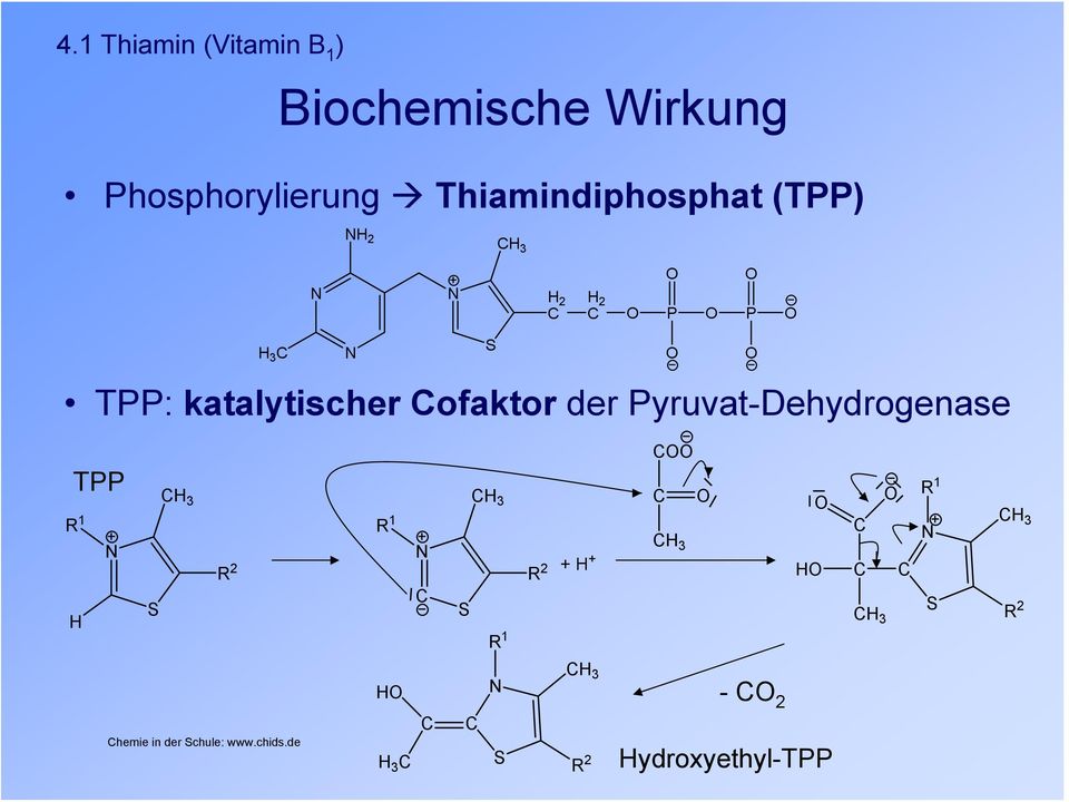 TPP: katalytischer ofaktor der Pyruvat-Dehydrogenase TPP R