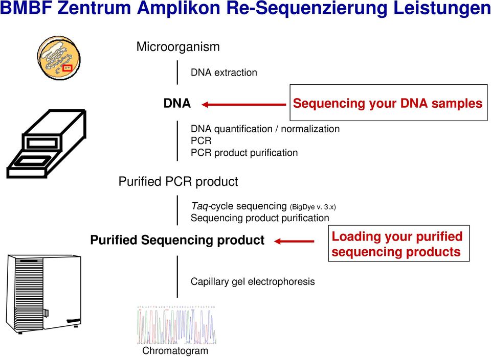 purification Taq-cycle sequencing (BigDye v. 3.
