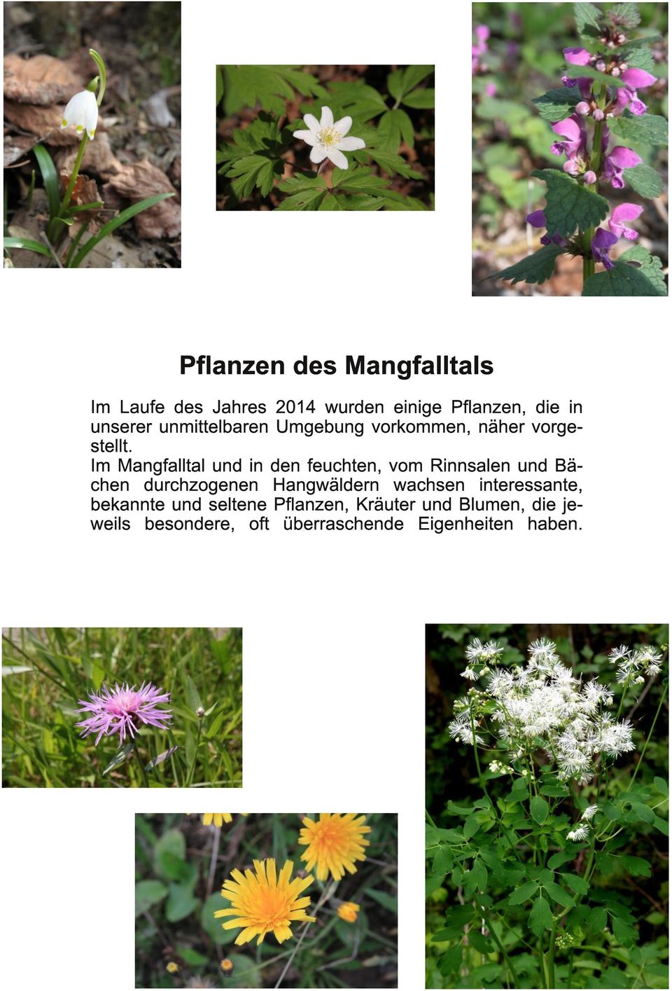 Im Mangfalltal und in den feuchten, vom Rinnsalen und Bächen durchzogenen Hangwäldern