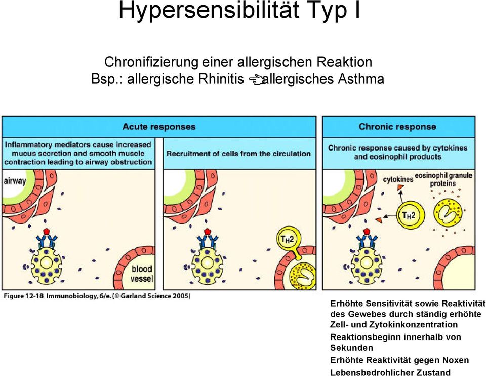 allergisches Asthma Erhöhte Sensitivität sowie Reaktivität des Gewebes durch