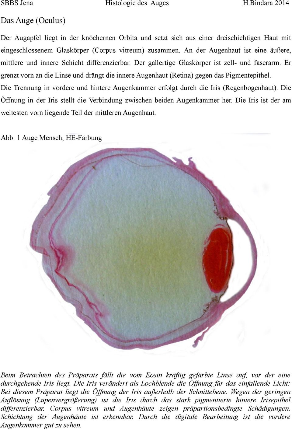 Er grenzt vorn an die Linse und drängt die innere Augenhaut (Retina) gegen das Pigmentepithel. Die Trennung in vordere und hintere Augenkammer erfolgt durch die Iris (Regenbogenhaut).