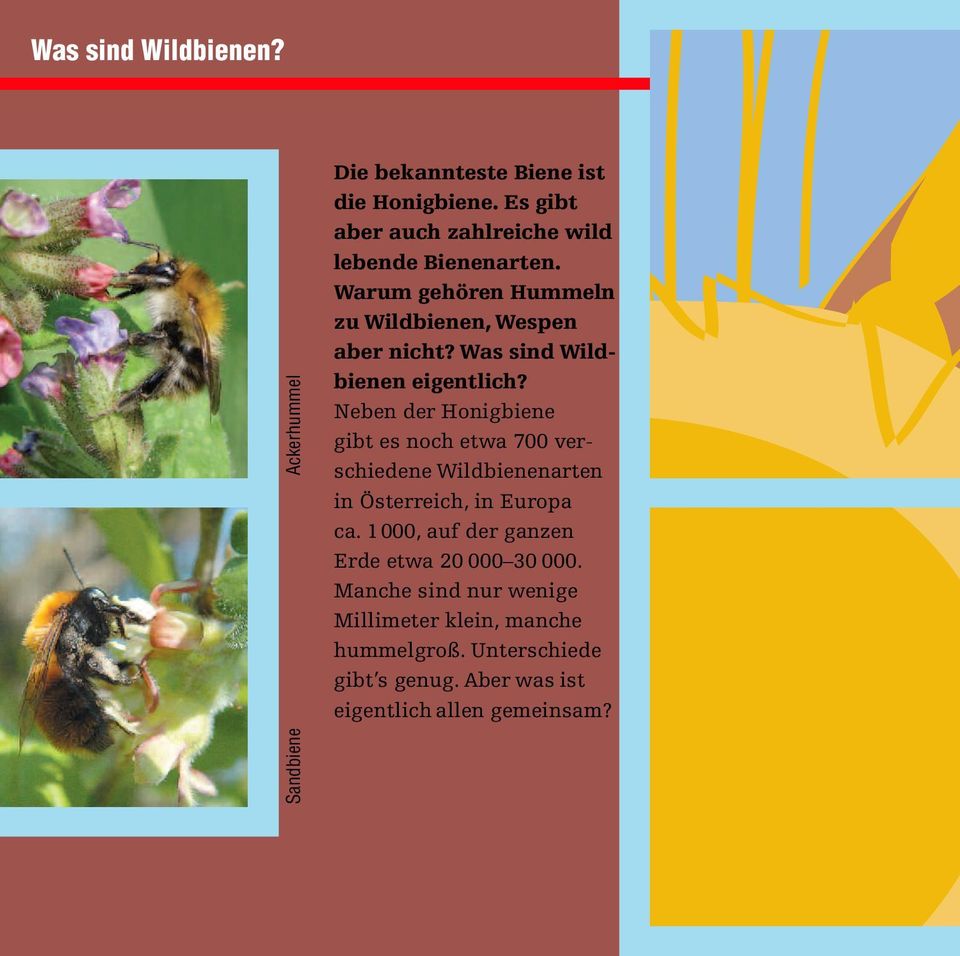 Was sind Wildbienen eigentlich?