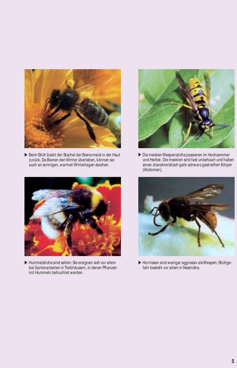 Die meisten Wespenstiche passieren im Hochsommer und Herbst.