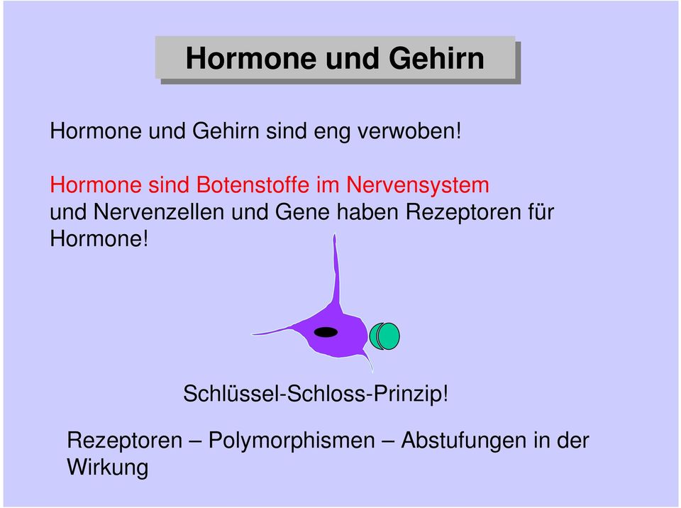 und Gene haben Rezeptoren für Hormone!
