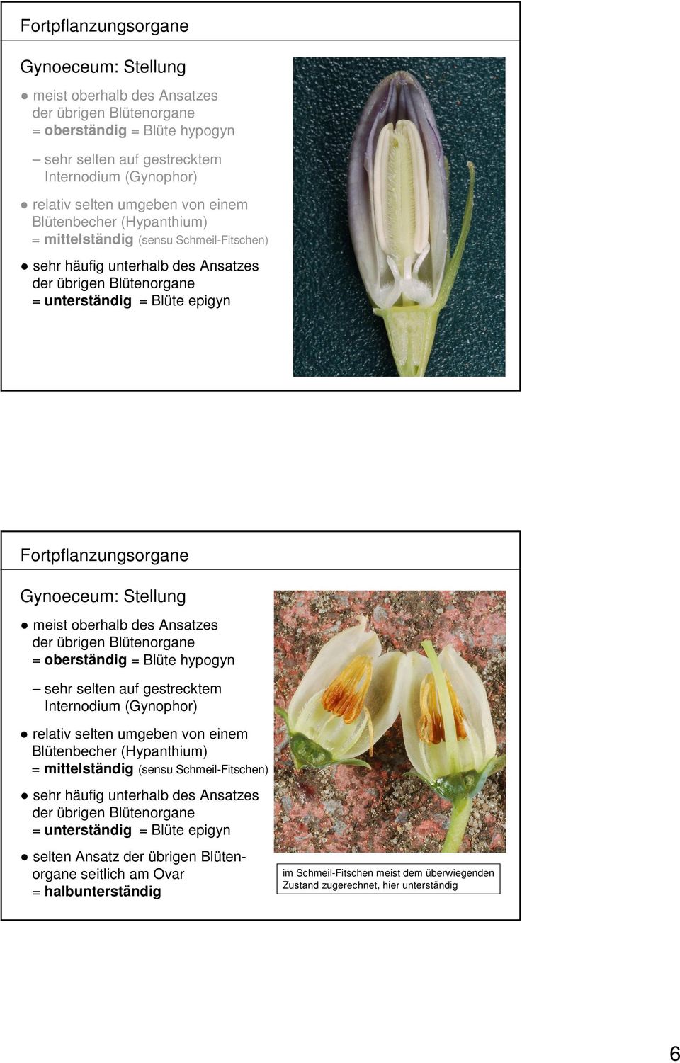 sehr häufig unterhalb des Ansatzes = unterständig = Blüte epigyn selten Ansatz seitlich am Ovar = halbunterständig im Schmeil-Fitschen meist dem überwiegenden Zustand