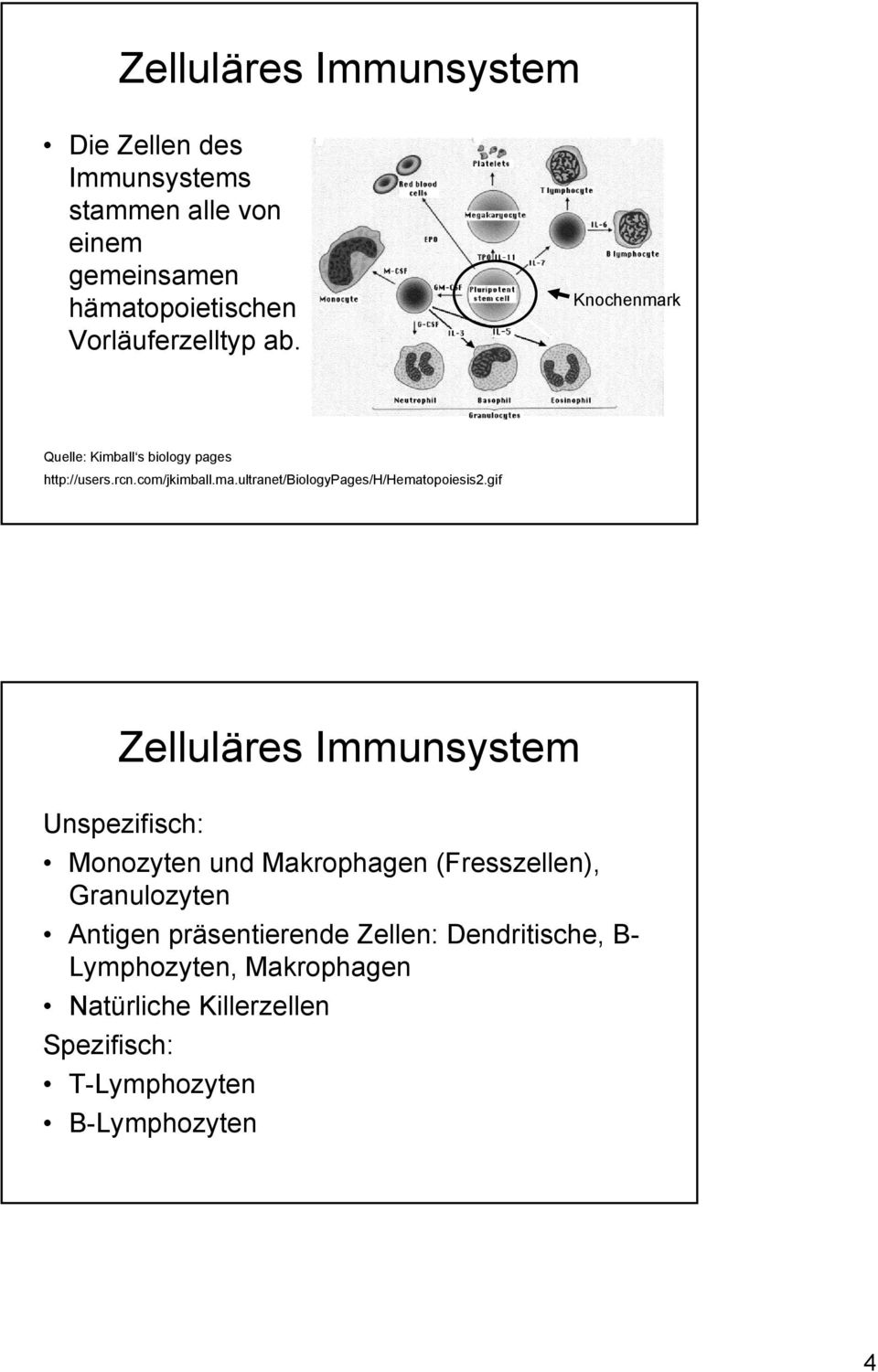 gif Zelluläres Immunsystem Unspezifisch: Monozyten und Makrophagen (Fresszellen), Granulozyten Antigen präsentierende
