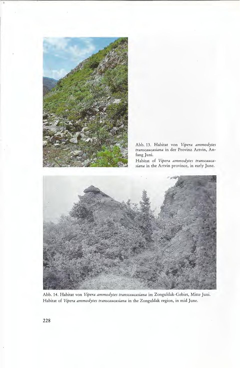 H abitat of Vipera ammodytes transcaucasiana in the Artvin province, in early June. Abb.