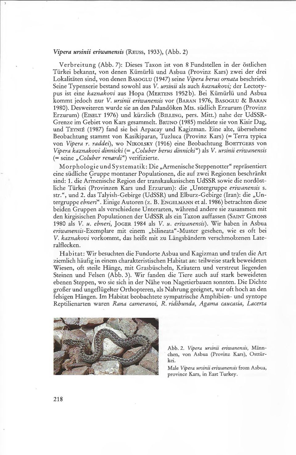 beschrieb. Seine Typenserie bestand sowohl aus V. ursinii als auch kaznakovi; der Lectotypus ist eine kaznakovi aus Hopa (MERTENS 1952 b ). Bei Kümürlü und Asbua kommt jedoch nur V.