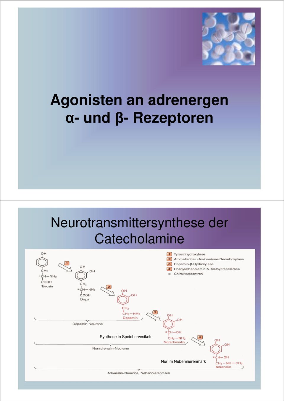 Neurotransmittersynthese der