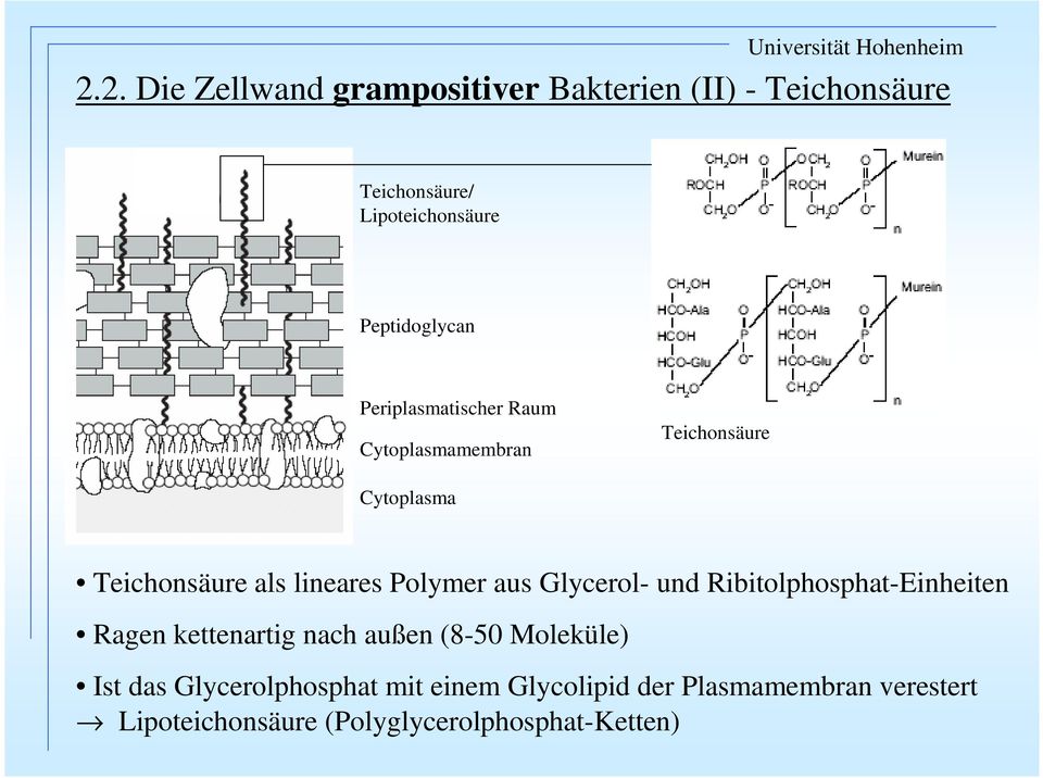 lineares Polymer aus Glycerol- und Ribitolphosphat-Einheiten Ragen kettenartig nach außen (8-50