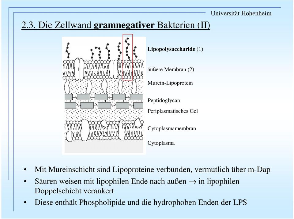 Mureinschicht sind Lipoproteine verbunden, vermutlich über m-dap Säuren weisen mit lipophilen