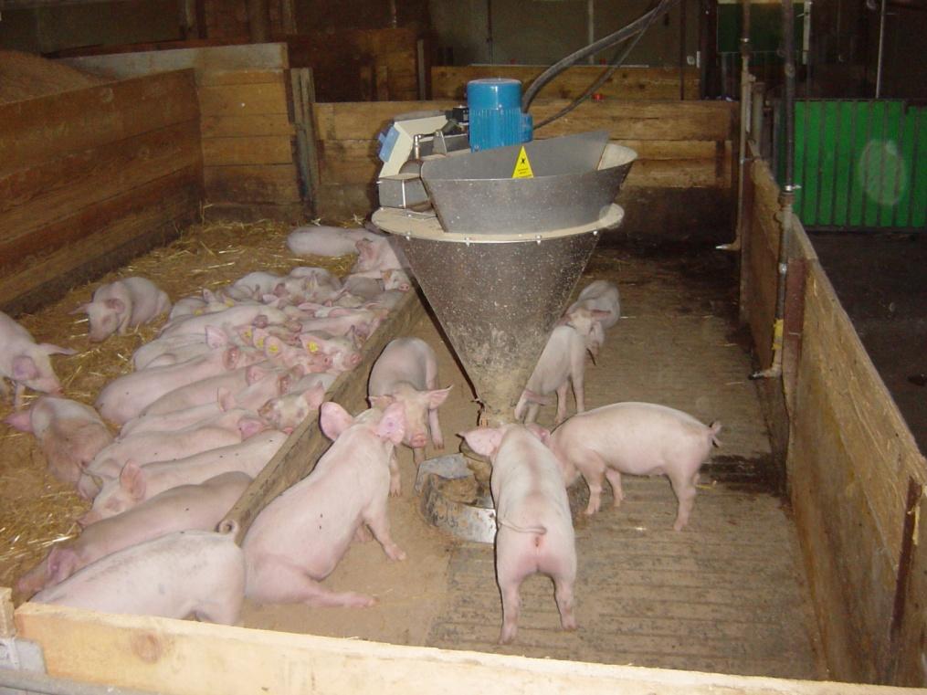 Die Futtermenge berechnen wir mit der Verdaulichen Energie Schwein. Zuerst wird aber nach Augenmass gerechnet.