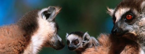 R.Isotti, A.Cambone - Homo Ambiens / WWF-Canon Zusammenleben Lemuren leben oft in Gruppen zusammen. Diese Gruppen können je nach Art unterschiedlich gross sein.
