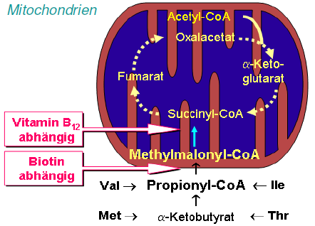 Funktion I Methylmalonyl-CoA- Mutase In den Mitochondrien!
