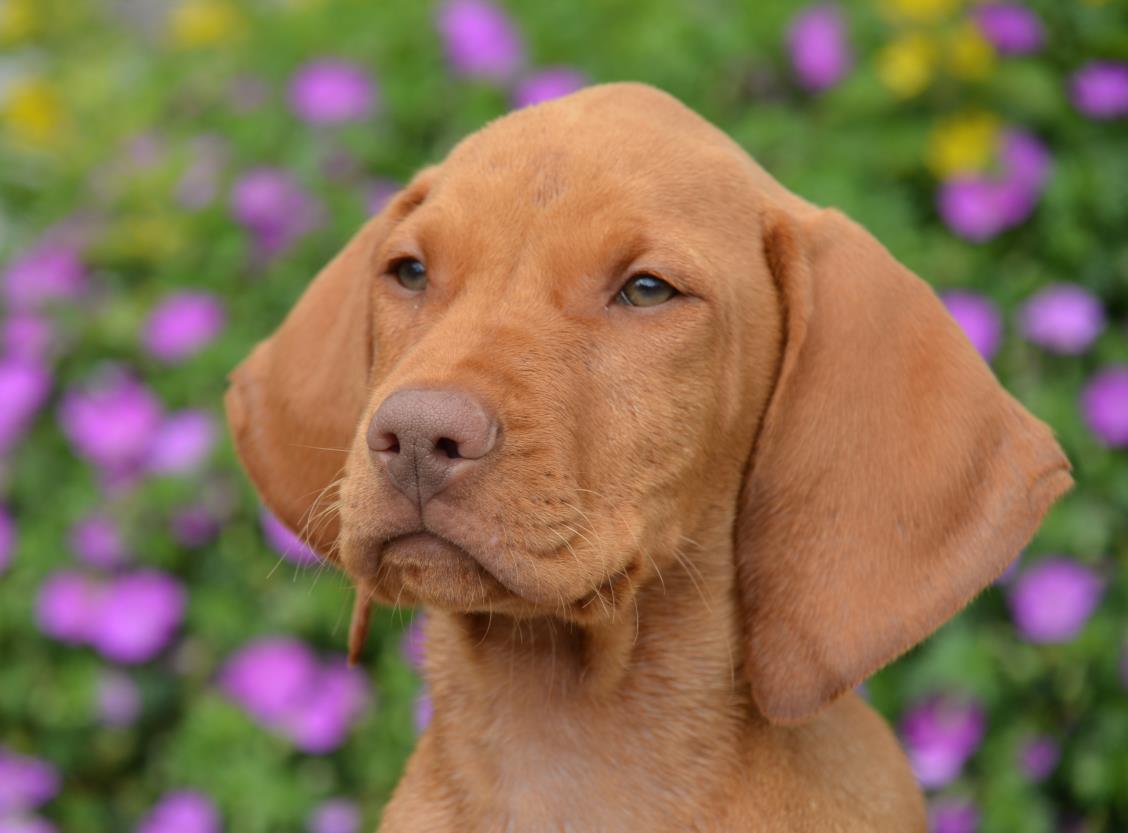 Niouc Konzept hundegestützte Pädagogik