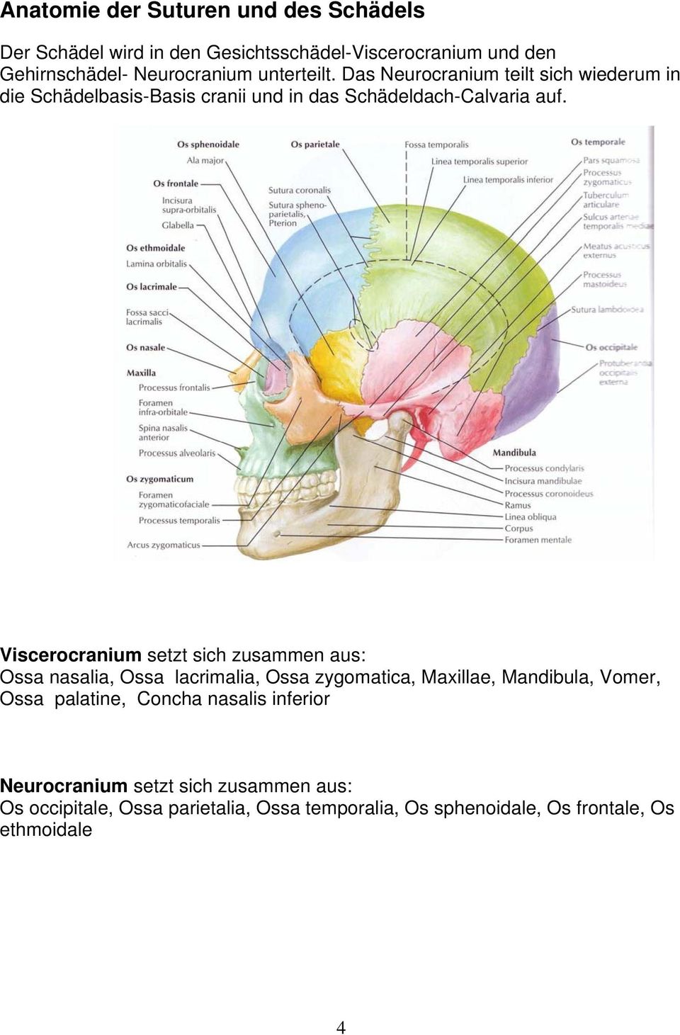 Viscerocranium setzt sich zusammen aus: Ossa nasalia, Ossa lacrimalia, Ossa zygomatica, Maxillae, Mandibula, Vomer, Ossa palatine,