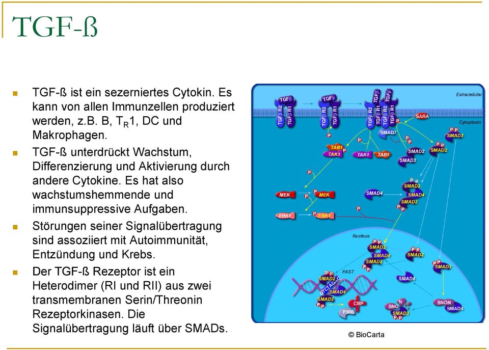 Es hat also wachstumshemmende und immunsuppressive Aufgaben.