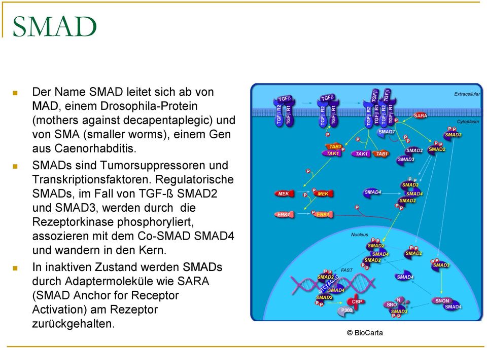 Regulatorische SMADs, im Fall von TGF-ß SMAD2 und SMAD3, werden durch die Rezeptorkinase phosphoryliert, assozieren mit dem