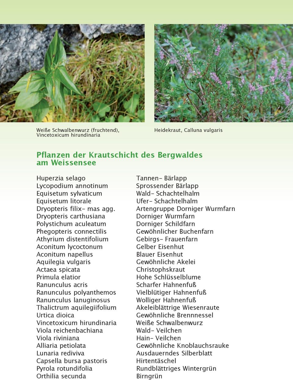 Dryopteris carthusiana Polystichum aculeatum Phegopteris connectilis Athyrium distentifolium Aconitum lycoctonum Aconitum napellus Aquilegia vulgaris Actaea spicata Primula elatior Ranunculus acris