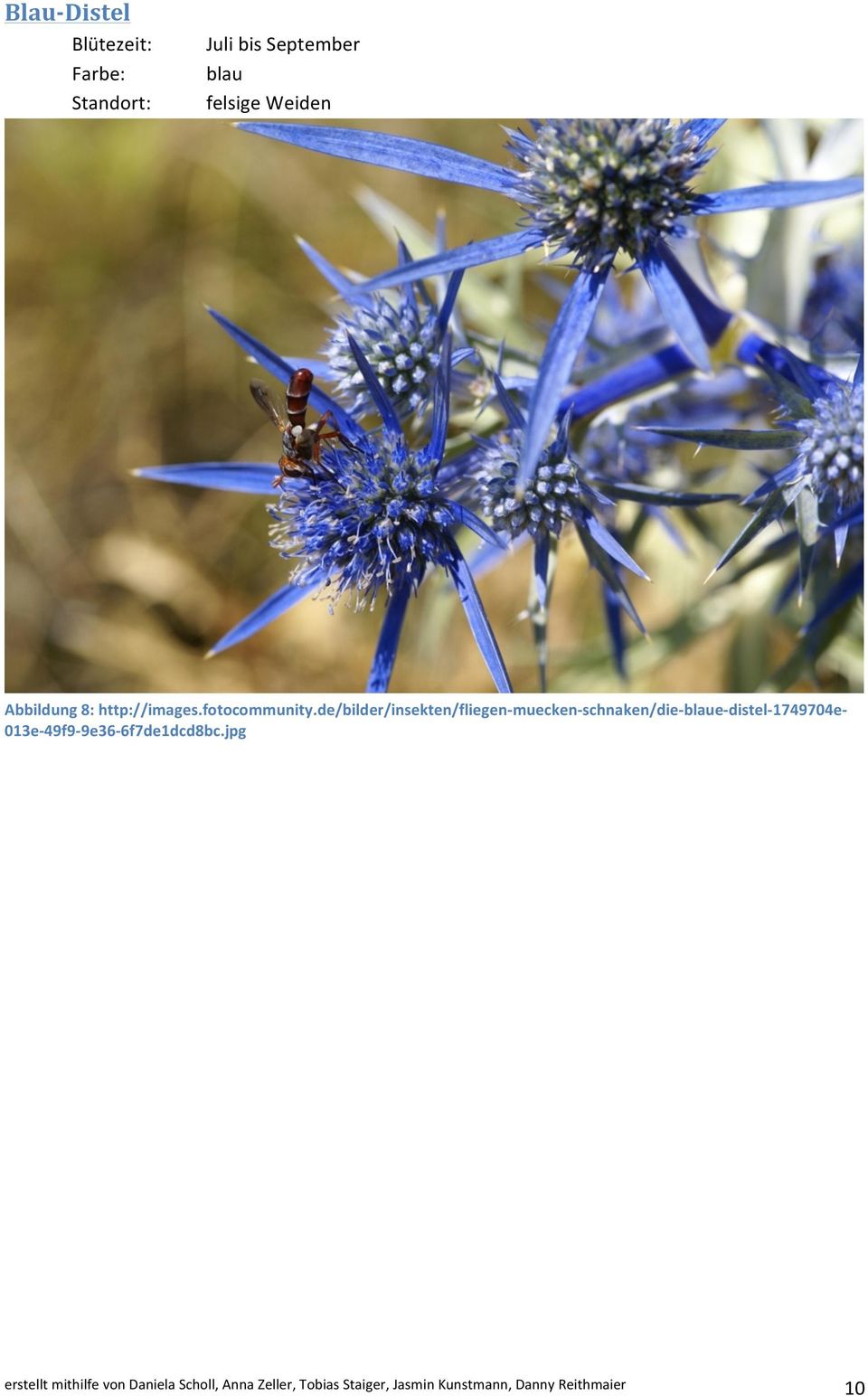 de/bilder/insekten/fliegen-muecken-schnaken/die-blaue-distel-1749704e-