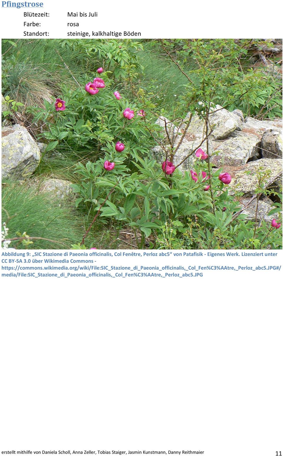 org/wiki/file:sic_stazione_di_paeonia_officinalis,_col_fen%c3%aatre,_perloz_abc5.