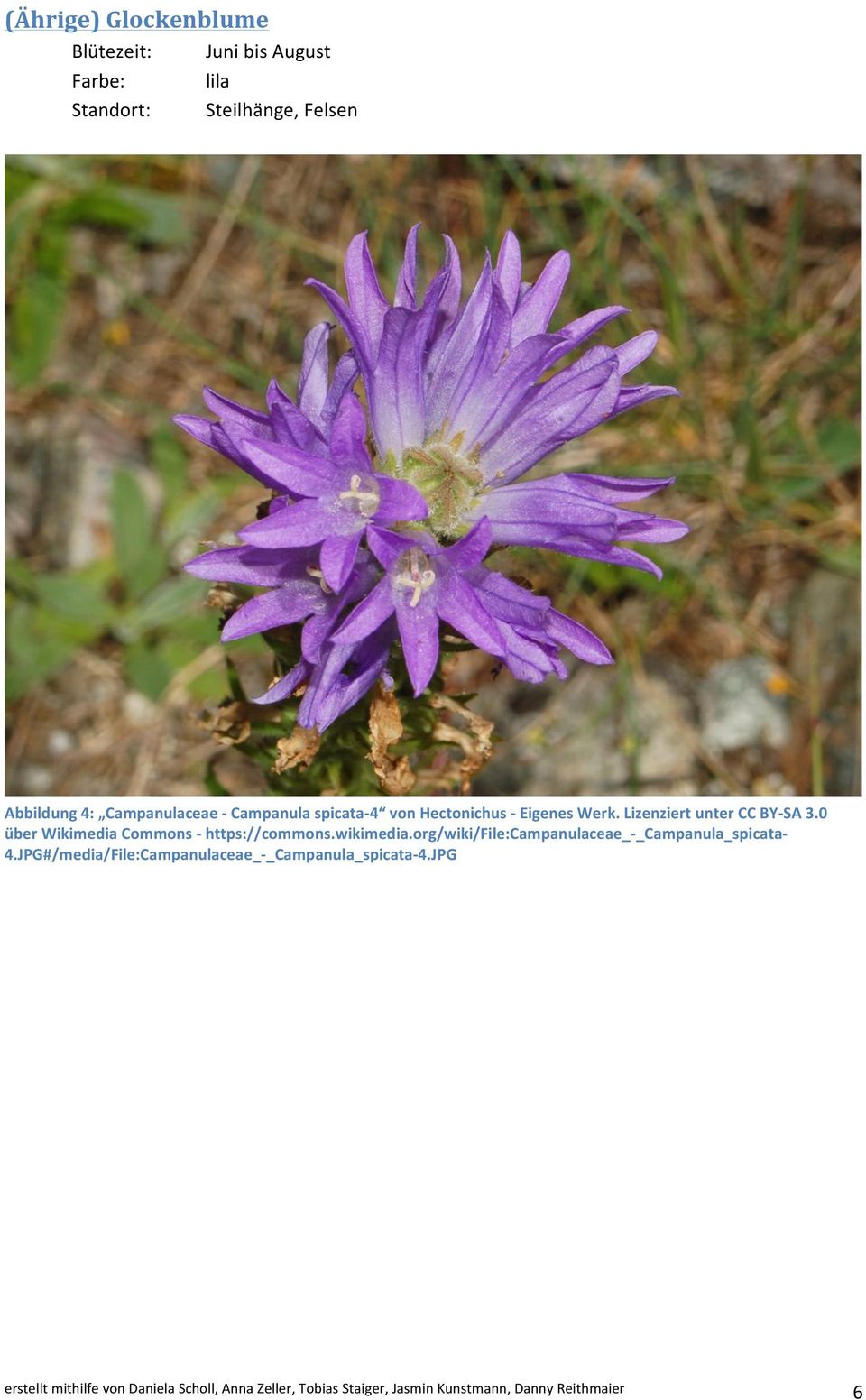 0 über Wikimedia Commons - https://commons.wikimedia.org/wiki/file:campanulaceae_-_campanula_spicata- 4.