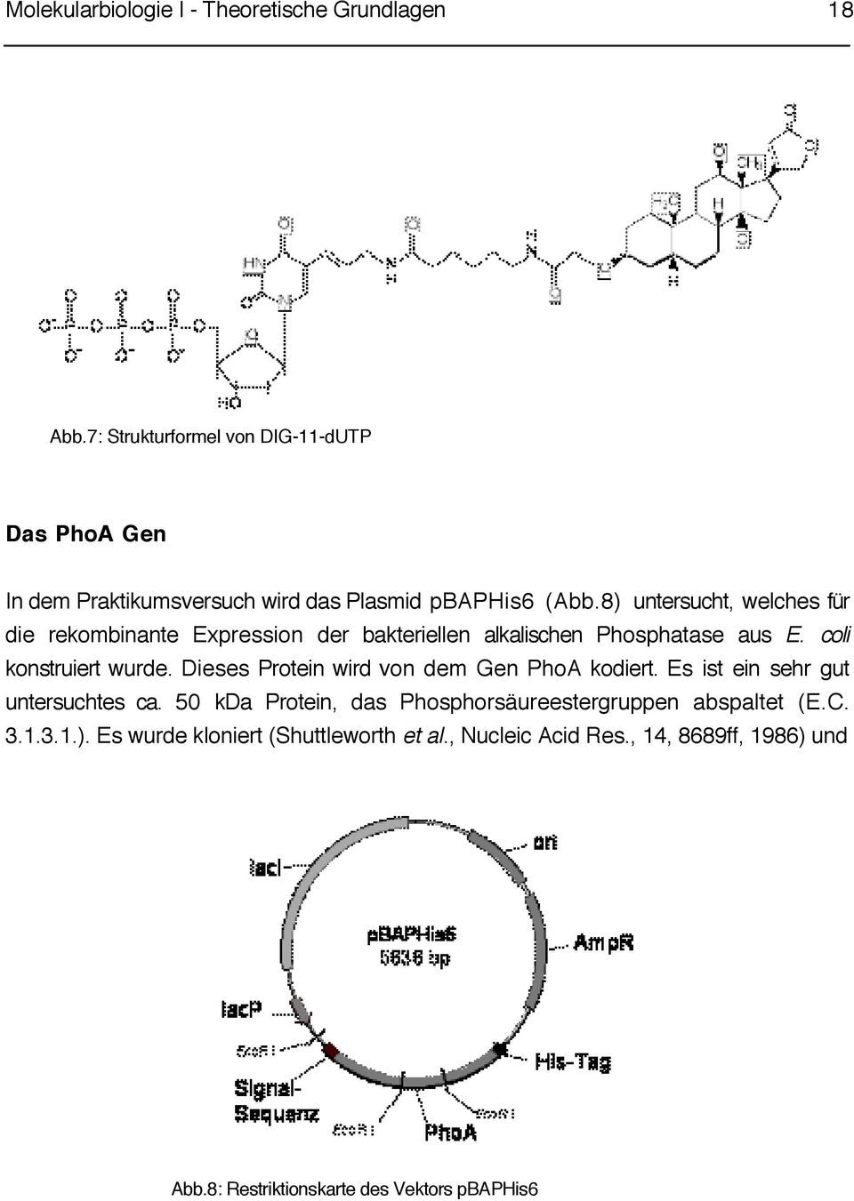 8) untersucht, welches für die rekombinante Expression der bakteriellen alkalischen Phosphatase aus E. coli konstruiert wurde.