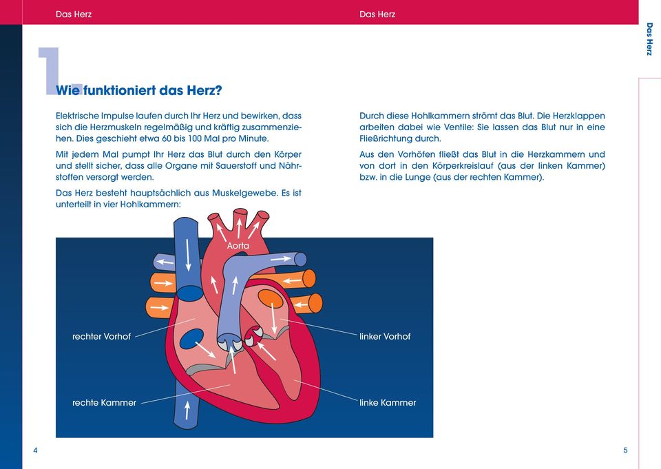 Das Herz besteht hauptsächlich aus Muskelgewebe. Es ist unterteilt in vier Hohlkammern: Das Herz Durch diese Hohlkammern strömt das Blut.