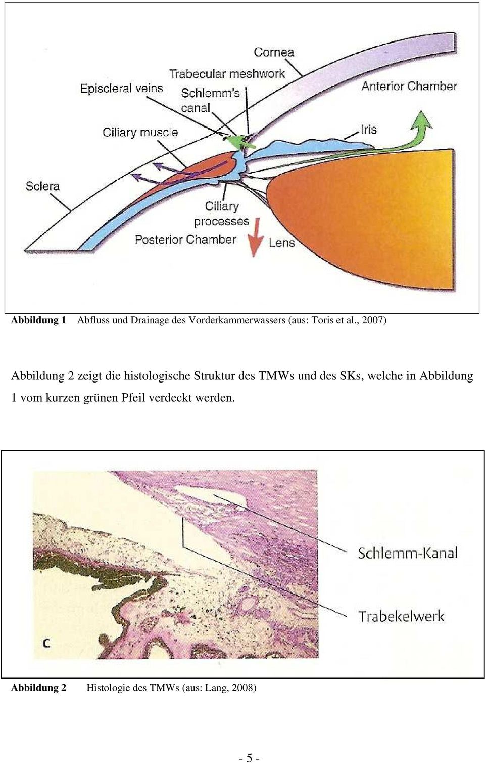 , 2007) Abbildung 2 zeigt die histologische Struktur des TMWs und