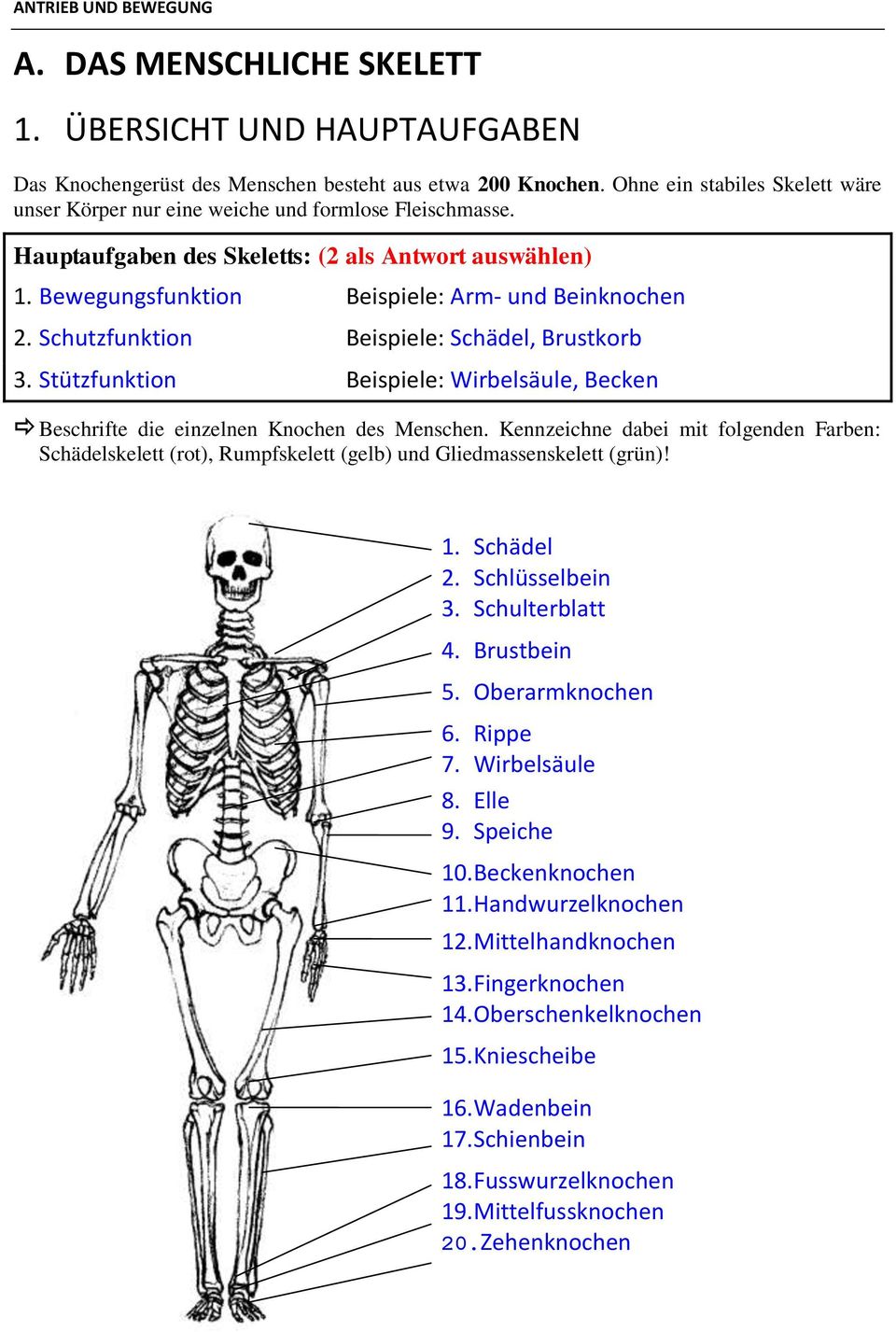 Schutzfunktion Beispiele: Schädel, Brustkorb 3. Stützfunktion Beispiele: Wirbelsäule, Becken Beschrifte die einzelnen Knochen des Menschen.