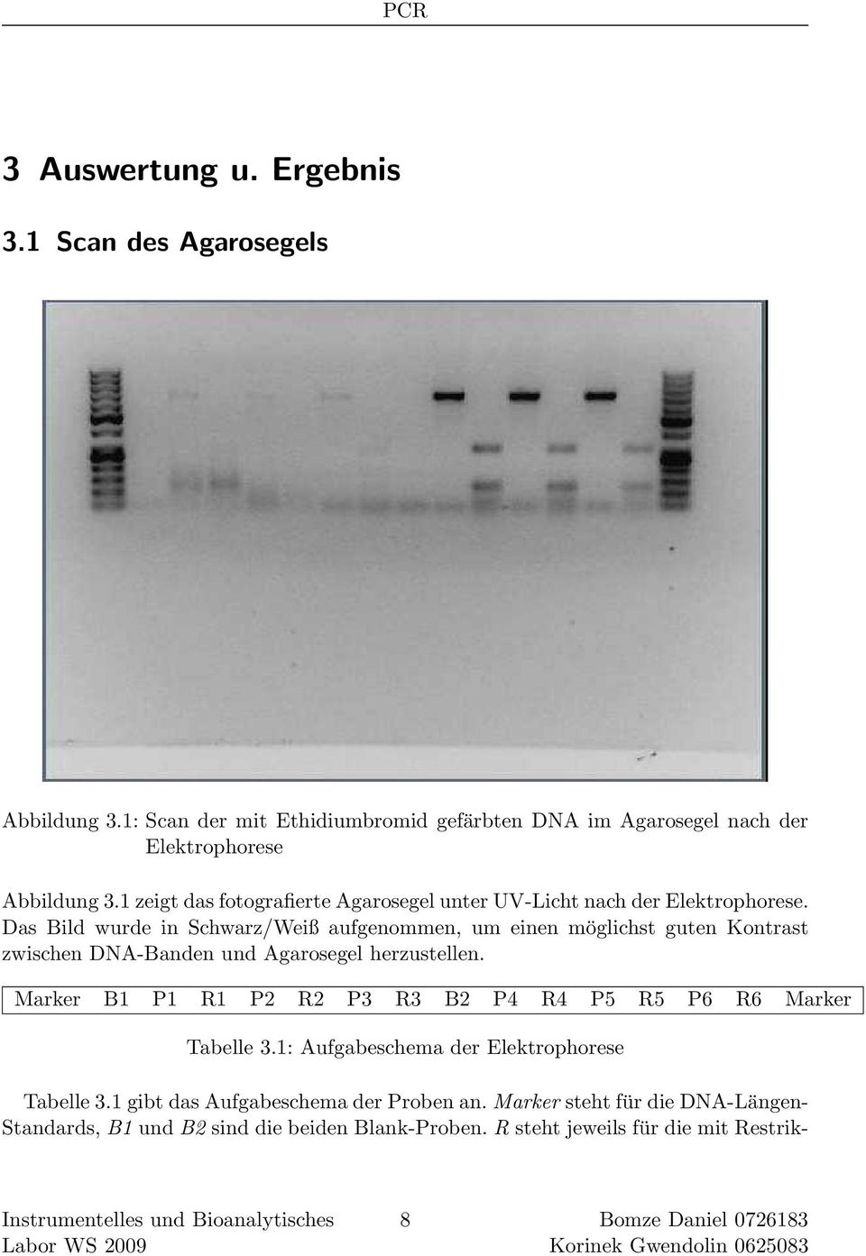 Das Bild wurde in Schwarz/Weiß aufgenommen, um einen möglichst guten Kontrast zwischen DNA-Banden und Agarosegel herzustellen.