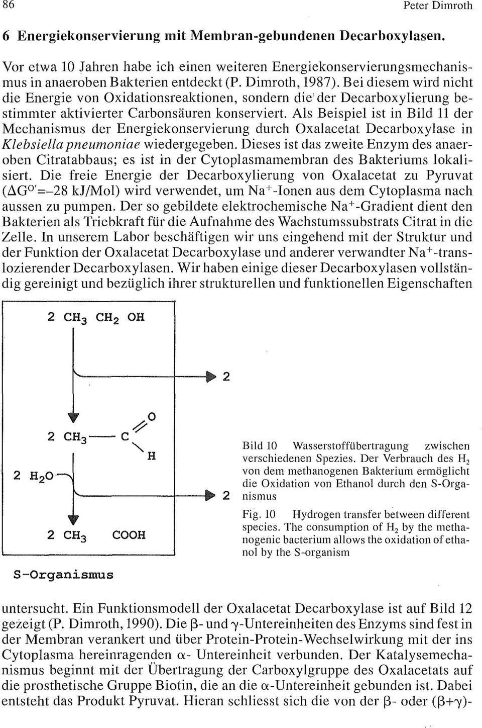 Als Beispiel ist in Bild 11 der Mechanismus der Energiekonservierung durch Oxalacetat Decarboxylase in Klebsiella pneumoniae wiedergegeben.