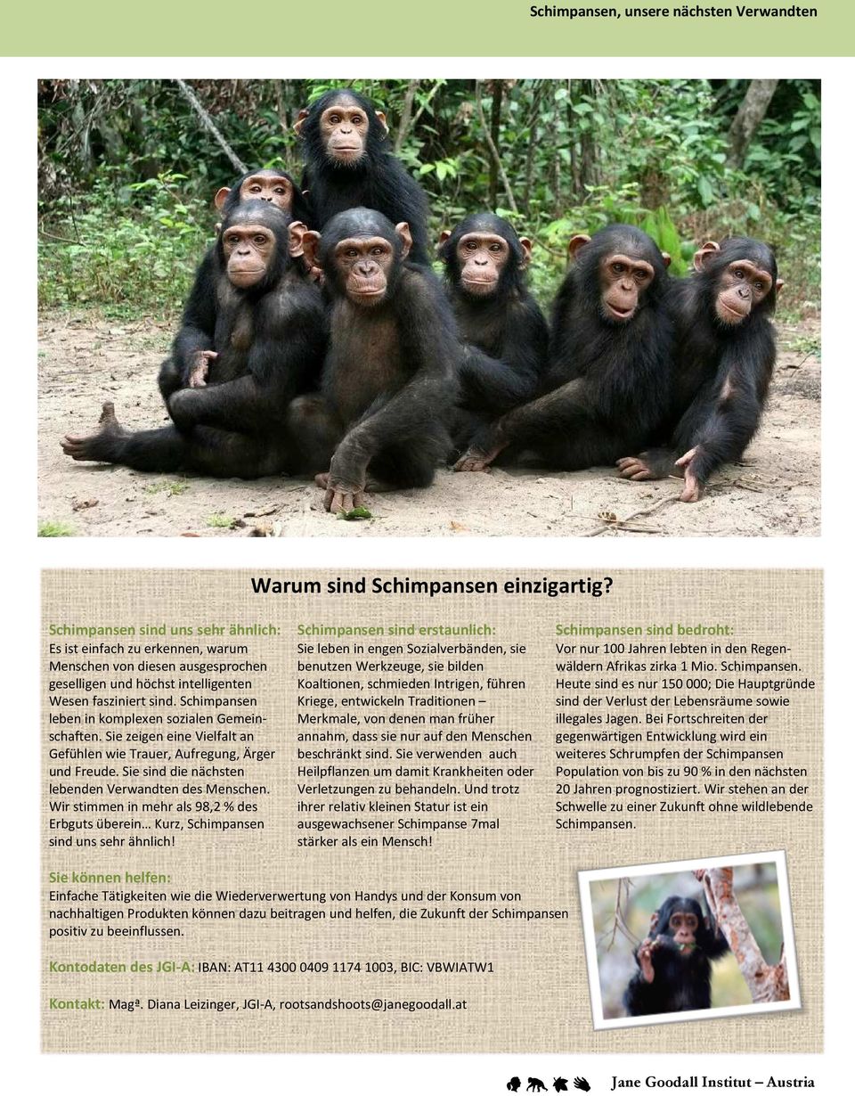 bilden geselligen und höchst intelligenten Koaltionen, schmieden Intrigen, führen Wesen fasziniert sind. Schimpansen Kriege, entwickeln Traditionen leben in komplexen sozialen Gemeinschaften.