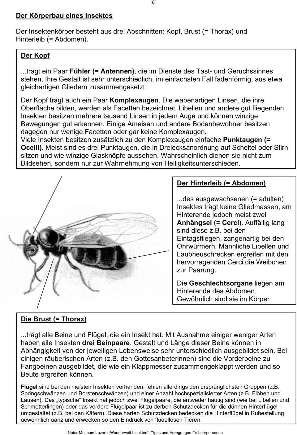 Ihre Gestalt ist sehr unterschiedlich, im einfachsten Fall fadenförmig, aus etwa gleichartigen Gliedern zusammengesetzt. Der Kopf trägt auch ein Paar Komplexaugen.