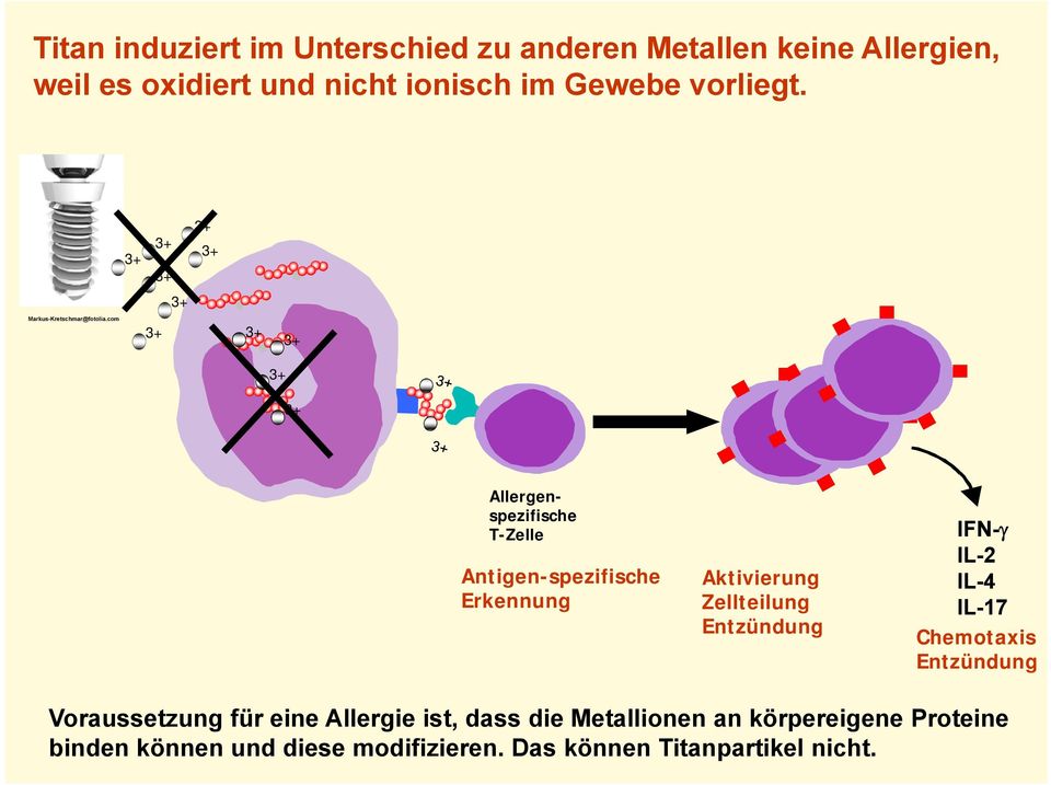 com 3+ 3+ 3+ 3+ 3+ Allergenspezifische T-Zelle Antigen-spezifische Erkennung Aktivierung Zellteilung Entzündung IFN-