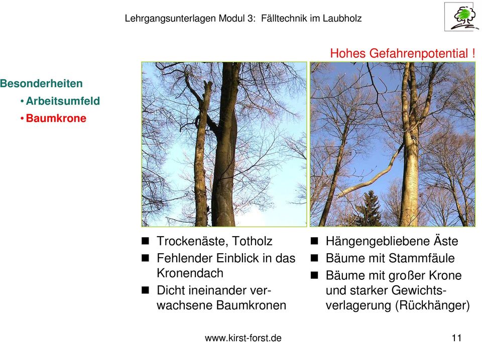 Kronendach Dicht ineinander verwachsene Baumkronen Hängengebliebene Äste Bäume mit