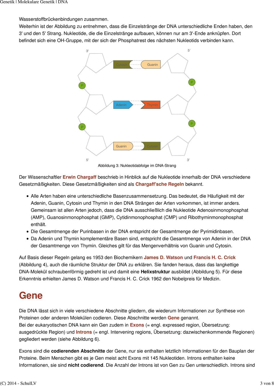 Abbildung 3: Nukleotidabfolge im DNA-Strang Der Wissenschaftler Erwin Chargaff beschrieb in Hinblick auf die Nukleotide innerhalb der DNA verschiedene Gesetzmäßigkeiten.